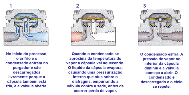 Purgador termoestático